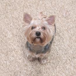 Pebble - Yorkshire Terrier