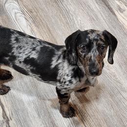 Chill - Dachshund