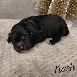 Nash - Black male Goldendoodle puppy in Eau Claire, Wisconsin from Fisher River Doodle's