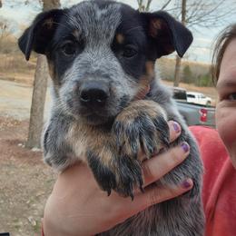 Boy 7 - Blue male Australian Cattle Dog puppy in Bradford, Arkansas from Cedar Rock Heelers and Kelpies
