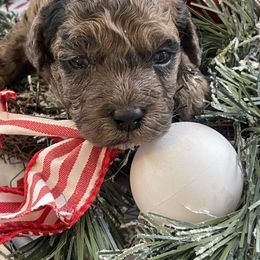 Buckeye - Merle male Goldendoodle puppy in Home, Pennsylvania from Plum Creek Acres Next Generation
