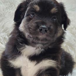 KB.BTM3 - Black tri male Miniature Australian Shepherd puppy in Deer Lodge, Tennessee from KSH Aussie Haven