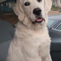 Golden Retrievers from Barba Goldens
