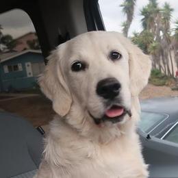 Golden Retrievers from Barba Goldens
