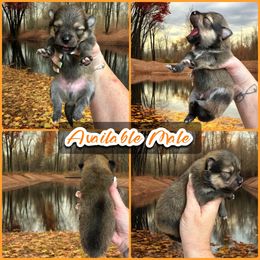 Red Sable Male - Red sable male Pomeranian puppy in Harrah, Oklahoma from Sunshines Pomeranians & Cavapoos