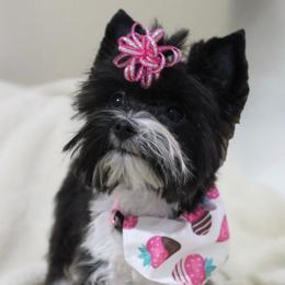 Mavis - Parti female Yorkshire Terrier puppy in Eastland, Texas from Peach Yorkies