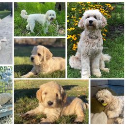 Goldendoodle Puppies from Land of Goshen Doodles