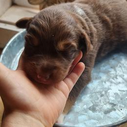 Rosie - Red tri-color female Australian Shepherd puppy in Cable, Ohio from Resolute Aussies