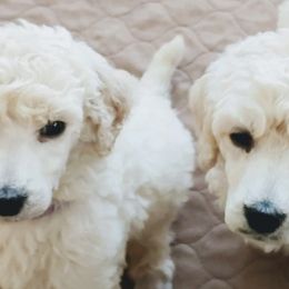 Poodles from TASUMA Standard Poodles