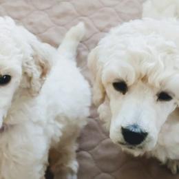 Poodles from TASUMA Standard Poodles