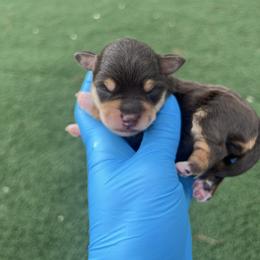 Apple - Liver female Miniature Schnauzer puppy in Hemet, California from Journee Home Mini Schnauzers