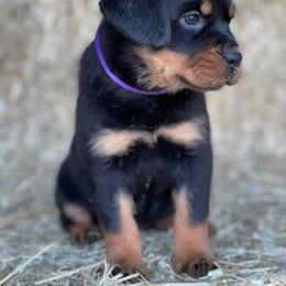 Rottweiler Puppies from Post Farm Rottweilers