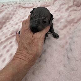 Kimia - Black female Xoloitzcuintli puppy in West Jordan, Utah from Majestic Nakids