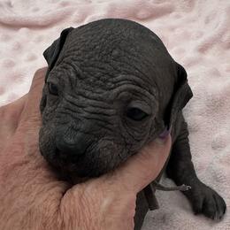 Kimia - Black female Xoloitzcuintli puppy in West Jordan, Utah from Majestic Nakids