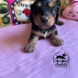 Kiki - Black and cream female Dachshund puppy in East Dover, Vermont from Audet’s Mini Dachshunds