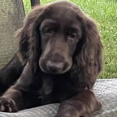 Field Spaniel Puppies from SandyMist Kennel