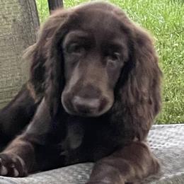 Field Spaniel Puppies from SandyMist Kennel