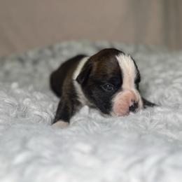 Temptress - Brindle female Boxer puppy in Russellville, Missouri from Soaring Royalty Canines LLC