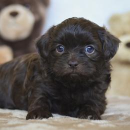 Bear - Liver male Shihpoo puppy in Nickelsville, Virginia from The Teddybear Shihpoo