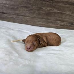 Cream - Red female Cavapoo puppy in South Jordan, Utah from Lucky Doodle Pups