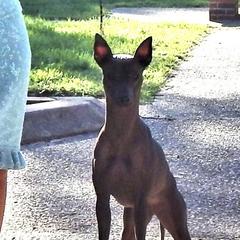 Chica - Xoloitzcuintli