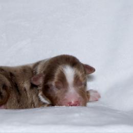 Patrick - Red merle male Miniature Australian Shepherd puppy in Foxworth, Mississippi from Ten Mile Aussies