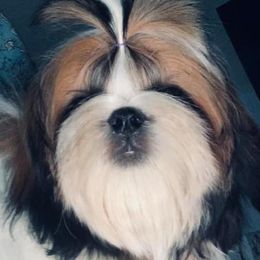 Shih Tzu Puppies from All That