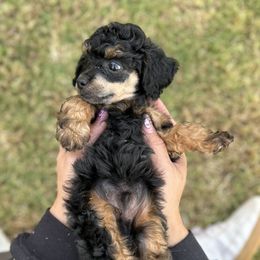 Garnet - Phantom male Poodle puppy in Ardmore, Oklahoma from Green Acres