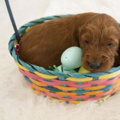 Goldendoodle, Irish Doodle, Labradoodle, and Poodle Puppies from Desert Doodles