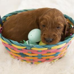 Goldendoodle, Irish Doodle, Labradoodle, and Poodle Puppies from Desert Doodles
