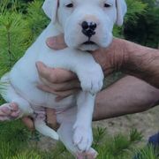 Dogo Argentino Puppies from K&B Southern Oregon Argentino Dogos