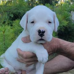 Dogo Argentino Puppies from K&B Southern Oregon Argentino Dogos
