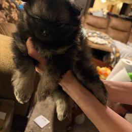 Tonka Jr. - Black and tan male Pomeranian puppy in Eureka Springs, Arkansas from Maple Hills Poms