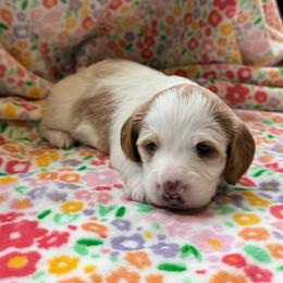 Boy 1 - Cream male Dachshund puppy in Andalusia, Alabama from Sweet Home Alabama Dachshunds