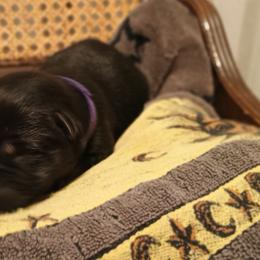 Purple - Black and tan male German Shepherd puppy in Dawsonville, Georgia from Vom Aussenseiter