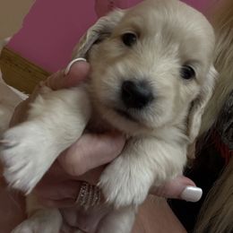 Dachshund Puppies from Chilidog Dachshunds