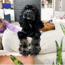 Prairie - Cocker Spaniel
