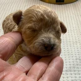 Dani - Apricot female Poodle puppy in Azle, Texas from Texas Kissed K9s