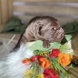 2nd pick chocolate male - Chocolate male Labrador Retriever puppy in Suffolk County, New York from South Shore Labradors