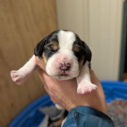 Male 3 - Black tan and white male Beagle puppy in Baltimore, Maryland from Country Acres Farm