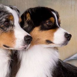 Australian Shepherds from Harvest Moon Aussies