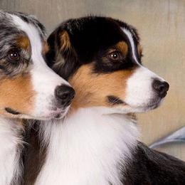 Australian Shepherds from Harvest Moon Aussies