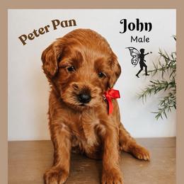 John - Red  male Goldendoodle puppy in Hilton, New York from The House of Goldendoodle