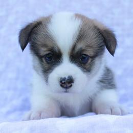Cleo - Sable female Pembroke Welsh Corgi puppy in Williams, California from Bear Creek Corgis