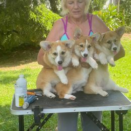 Pembroke Welsh Corgi puppies from Cobyco