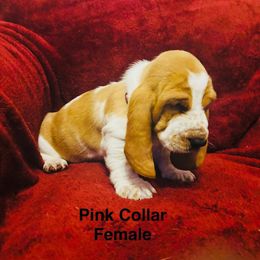 Pink collar female - Lemon and white Basset Hound puppy in Colbert, Georgia from D & D Kennels