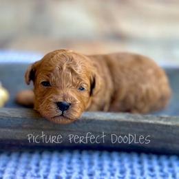 Cache- Green Collar - Red male Cavapoo puppy in St George, Utah from Picture Perfect Doodles