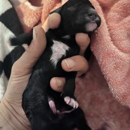 Boy 8 - male Poodle puppy in Statesville, North Carolina from Magnolia Crown’s Standard Poodles
