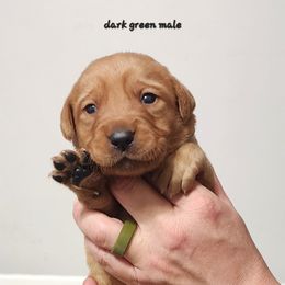Dark green collar male - Yellow male Labrador Retriever puppy in Hebron, Kentucky from Top Notches Labrador Retrievers