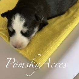 Pomsky Puppies from Pomsky Acres